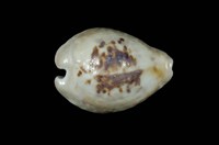 藏品(無齒寶螺)的圖片